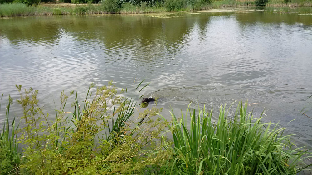 Jagdhunde