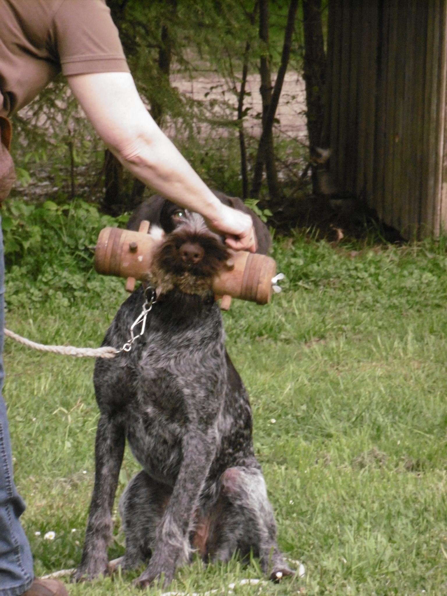 Jagdhunde