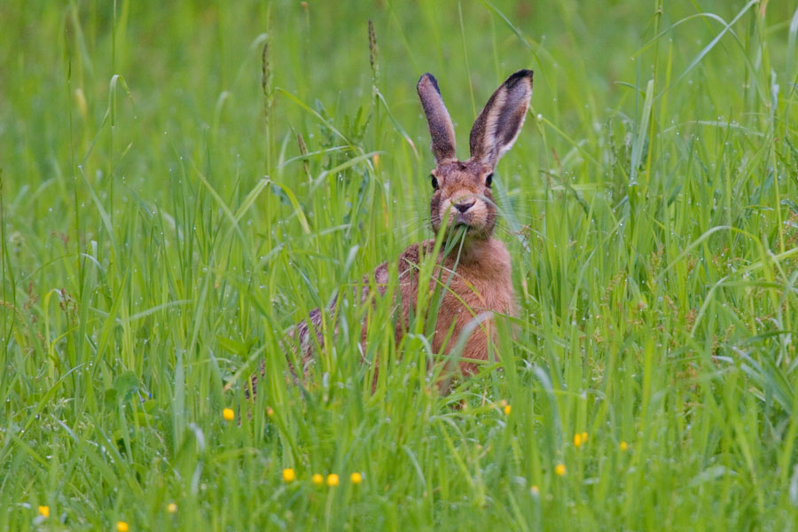 Unser heimisches Wild