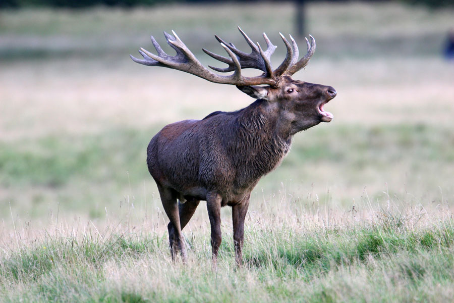 Unser heimisches Wild