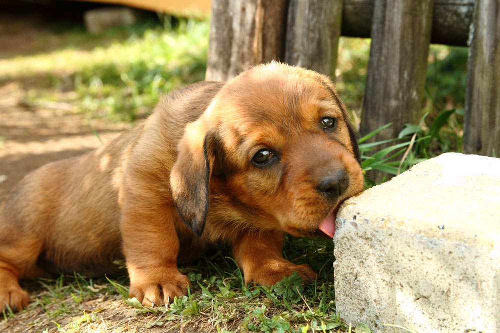 Welpen